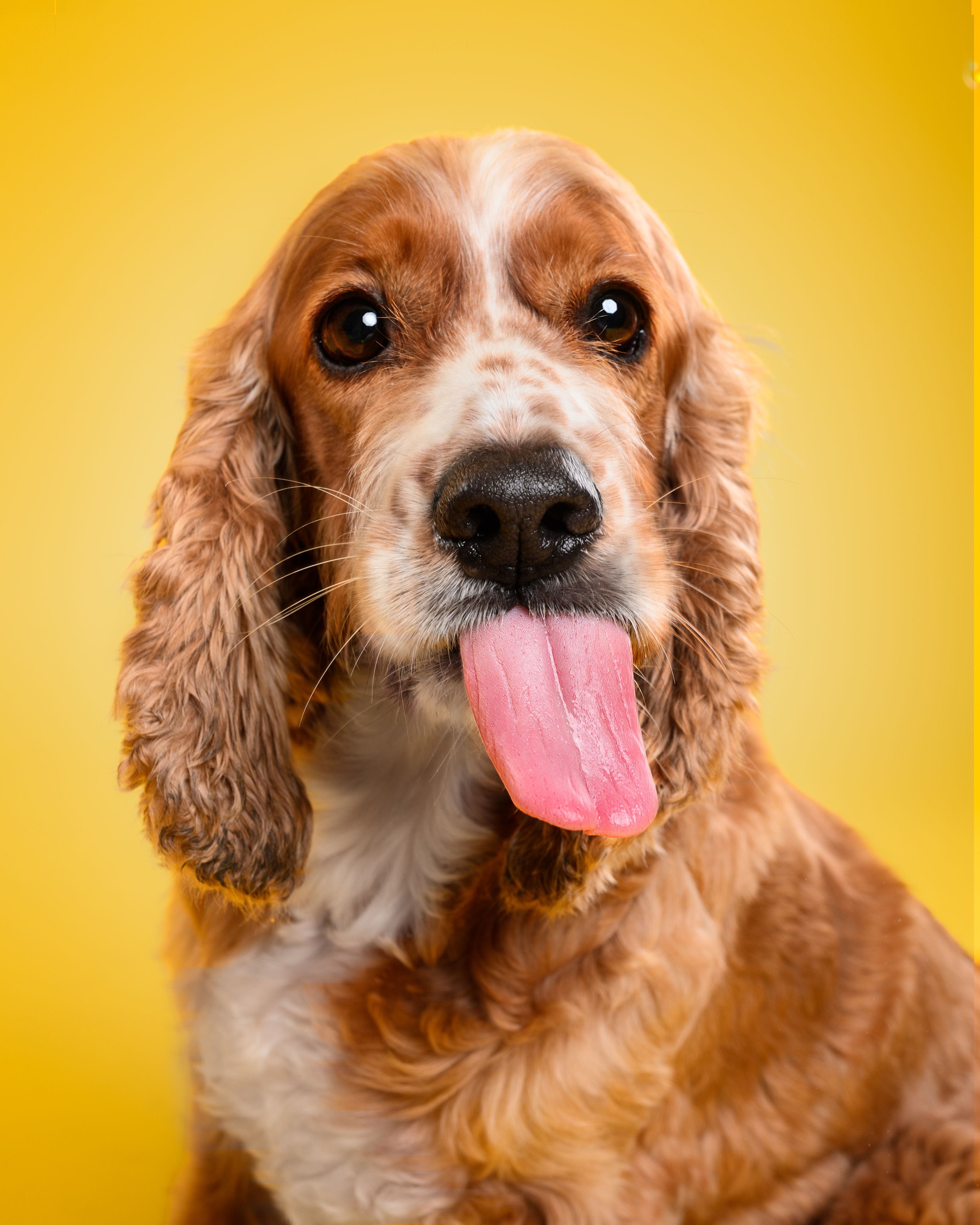 RadioVet — estrutura e atendimento veterinário